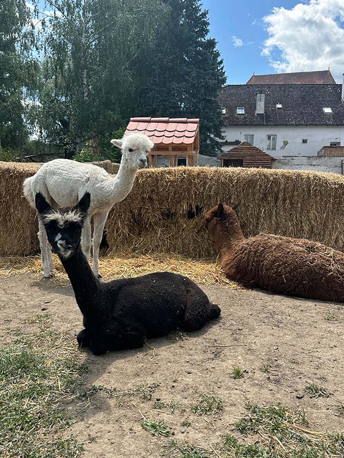 Zábavní park pro děti Zvířata Lama Nova