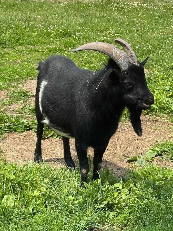 Zábavní park pro děti Zvířata Nova Koza