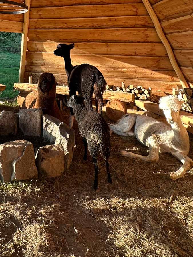 Zábavní park pro děti Zvířata Nova Lamas