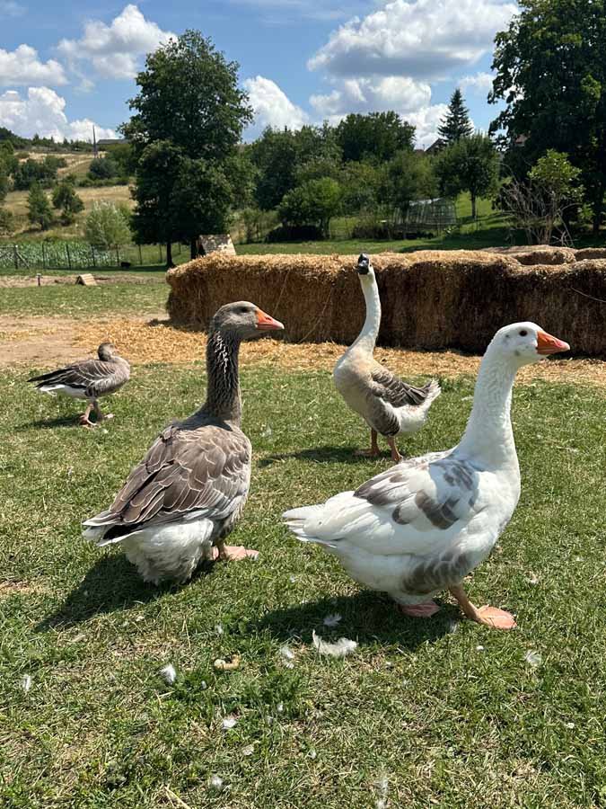 Zábavní park pro děti zvirata animal husa