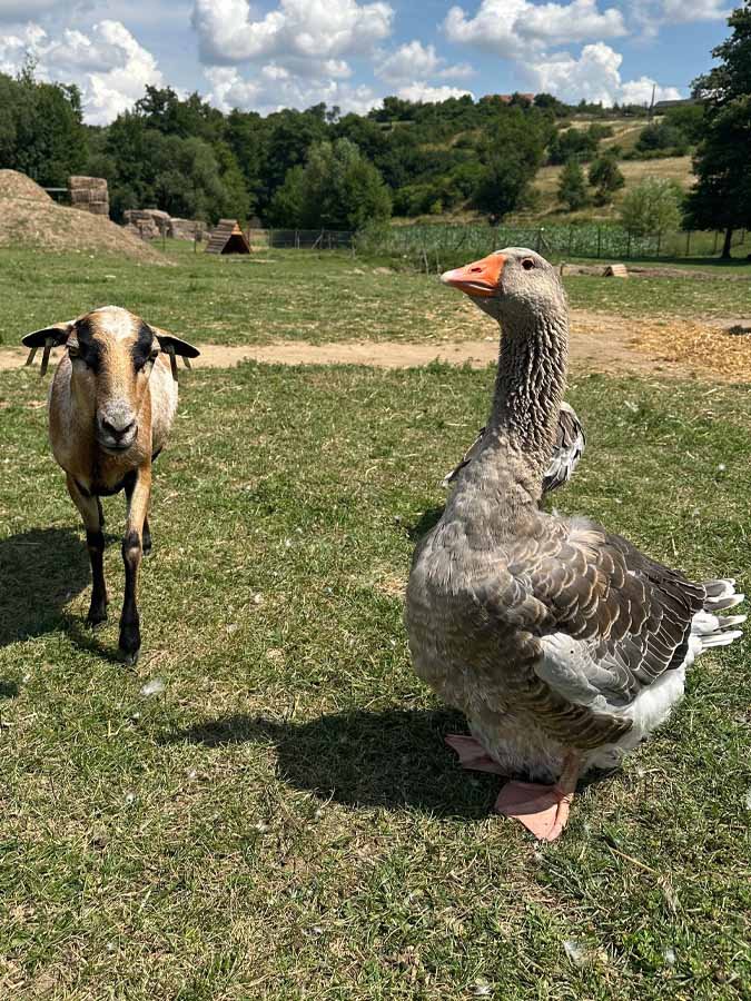 Zábavní park pro děti zvirata husa