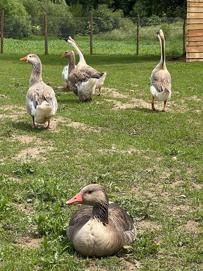 Zábavní park pro děti zvirata husy